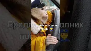 Брадочек начальник полиции 😨👮‍♂️ 