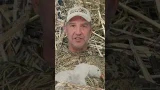 Goose Hunt with Decoy Wear  #huntongaro #benelli #hevishot  #duckhunting #goosehunting