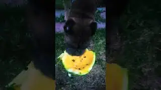 Немецкий боксёр и желтый арбуз #shorts #boxerdog #немецкийбоксер