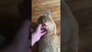 memes from internet