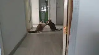 БОРЬБА! КОТЫ ДЕРУТСЯ ИЛИ ИГРАЮТ???!!!)))