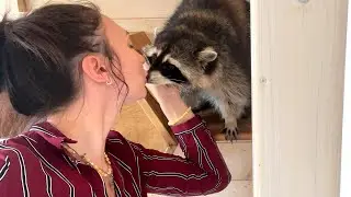 THE RACCOON PRETENDED TO BE AN INNOCENT AND GENTLE ANIMAL