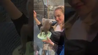 Наконец-то появились первые ростки вкусных одуванчиков 😍😍