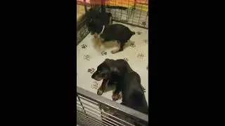 Doberman Pinscher Puppies