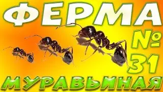 Каких размеров бывают муравьи, обзор и сравнение муравьёв.
