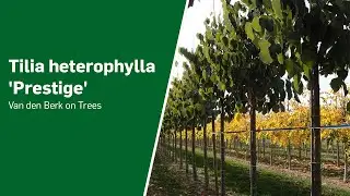 Tilia heterophylla 'Prestige' - Van den Berk on Trees