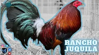 Así es la crianza en Rancho Juquila , alimentación y sanidad LO MÁS IMPORTANTE