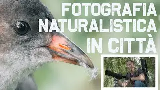 Fotografia NATURALISTICA in CITTÀ: tra contesto URBANO e habitat NATURALE