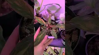 Plant Shopping at The Plant Ward in Worcester, MA 🌿 part 4 #jaclynnsjungle #plantshopping #plants