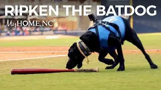 Baseball's Cutest Batdog Fetches Fame with the Durham Bulls