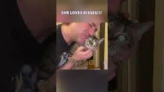 tiny cat loves kisses... #cats #pets #funnycats #animallover
