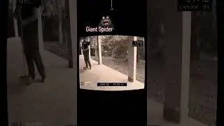 horror ghost spider caught on camera