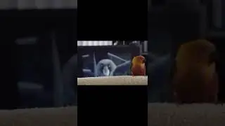 Lovebird dance to i like to move it song from madagascar film #shorts