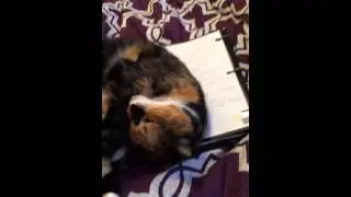 Cat Won't Let Me Study
