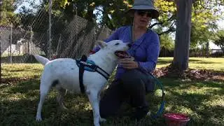 Just rolling around - Meet Harry from Born Free Pet Shelter