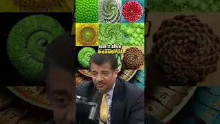 Unraveling the Fibonacci Mystery in Nature | Neil deGrasse Tyson on Joe Rogan Experience 