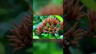 Realme 3 Pro Natural Photography 