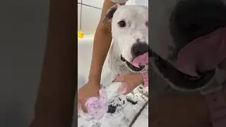 Тэффи всегда делится своими находками с мамой, кроме сыра😂 #dog #собака #глухаятэффи