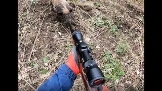 掛かりが浅いくくり罠は少し怖いです