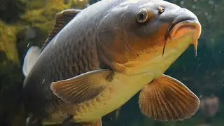Чёрный карп. 🐟