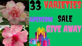 ADENIUM SALE 