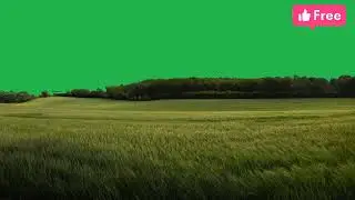 4k Grass green video .