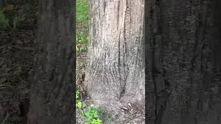 #белка 🐿️ #белкаlifestyle #елагиностров #спб #закат #asmr #природа #животные