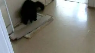 Кот сошёл с ума