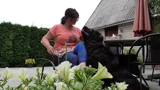 When My Newfoundland Demands Cuddles