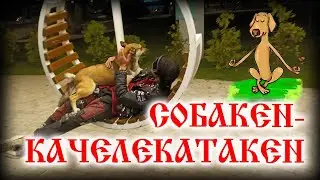 🐕 Собака в нирване | 🐾 Городской собакен разучился ходить