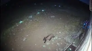 Bear and Coyotes out for a stroll.