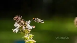 Nikon D700 Macro photos Insects in Flight