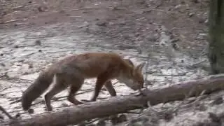 De Zoel, Veluwe movie