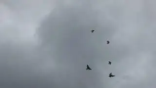 В стране война, а голуби в небе 05 03 22 г