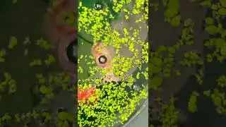 FANCY GOLDFISH EATING DUCKWEED 🥗