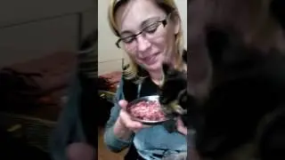 Кошечка Мейн кун 1 месяц, ест кашу из мяса