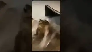 Беззаботный Лягушонок 