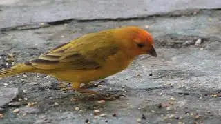 Casal de Canário da Terra solto na Natureza!
