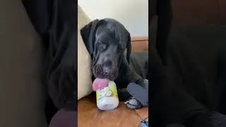 Dog eating coconut oil ASMR licking 😂🐾 Benefits of coconut oil to help dog’s skin & coat 🐶