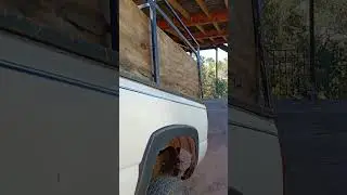 dumping firewood
