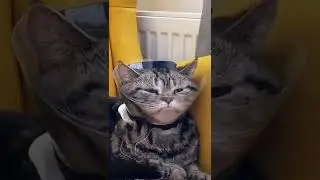 Чаша терпения переполнена