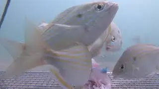 Fish in a frenzy devour the bait to its skin, leaving a grouper disappointed at the end
