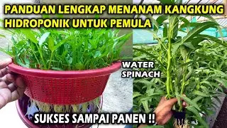 Sukses Sampai Panen! Panduan Lengkap Berkebun Kangkung Hidroponik untuk Pemula Growing Water Spinach