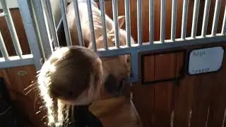 Дубрава КСК(22)