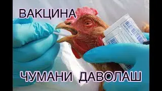CHUMANI DAVOLASH VA OLDINI OLISH