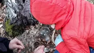 В лес за березовым соком