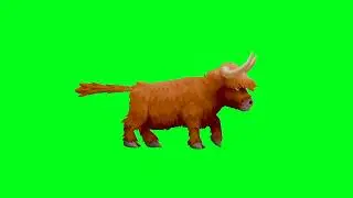 Cow running green screen free to use #free #greenscreen #freegreenscreen #animals #chromakey #cow