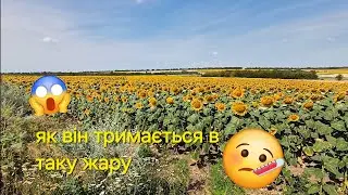 Спека, суш а він росте!?як?))Огляд соняшника в період цвітіння.