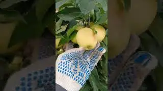 Nesterov's Memory apple tree. Nesterov's Memory apple tree. September 23, 2022.