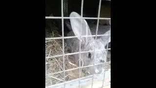 Пересаживаем крольчат.